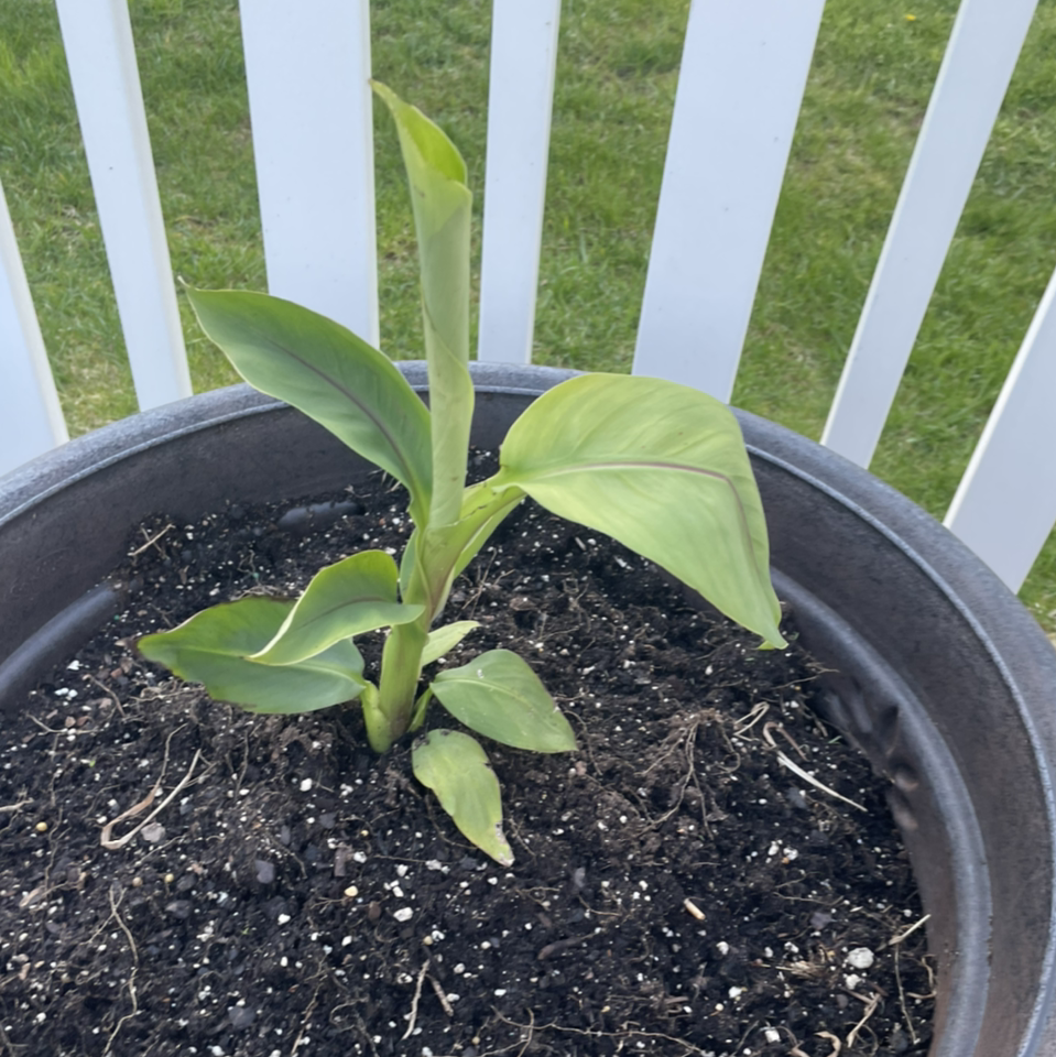 best-soil-potting-mix-for-japanese-banana