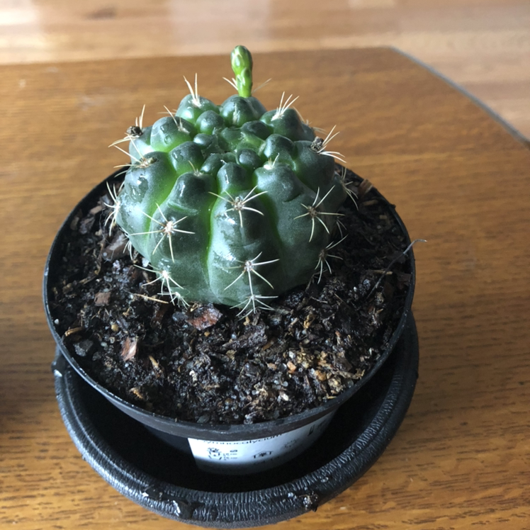 Missouri Foxtail Cactus in a pot with visible soil, appears healthy.