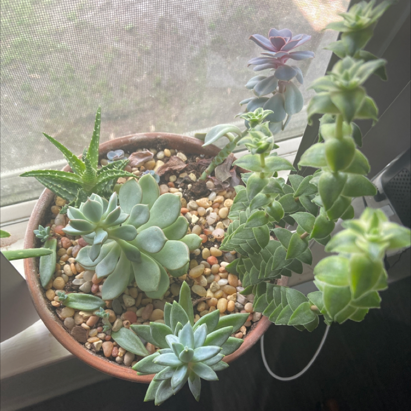 Potted Sedeveria 'Letizia' succulent with other succulents, visible soil, and no signs of distress.