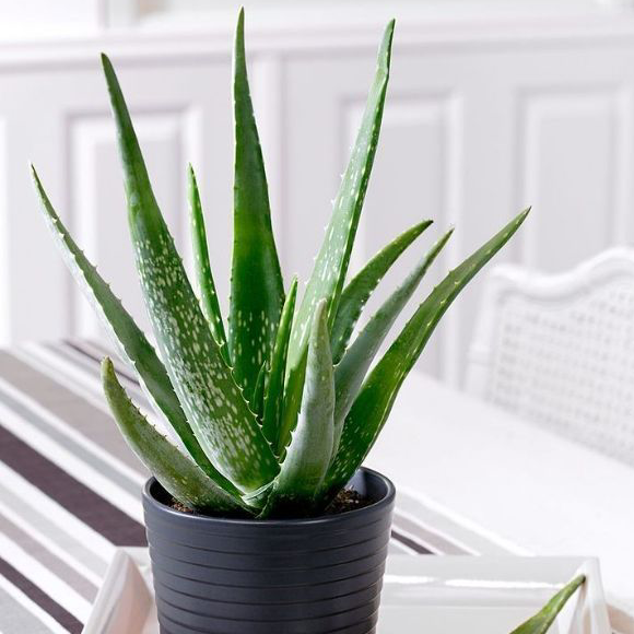 Aloe vera plant photo by @Gummy_Bones named Henry on Greg, the plant care app.