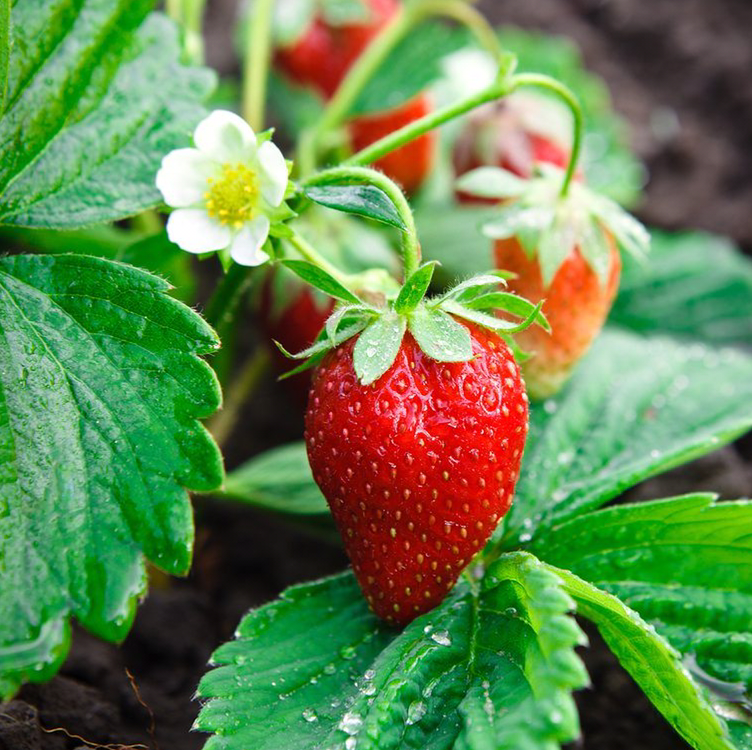 California Strawberry plant with ripe strawberries and a flower, healthy green leaves, and visible soil.