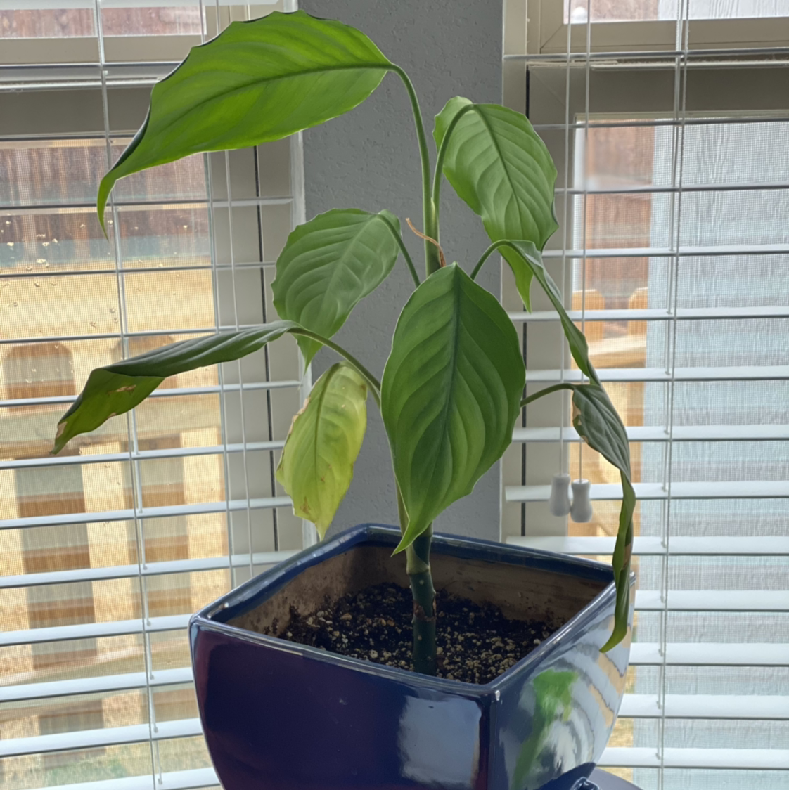 Photo of the plant species Chinese Evergreen by @autummmn named Katniss Evergreen on Greg, the plant care app