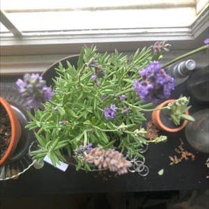 English Lavender plant photo by Tryingnottodrown named phoebe on Greg, the plant care app.