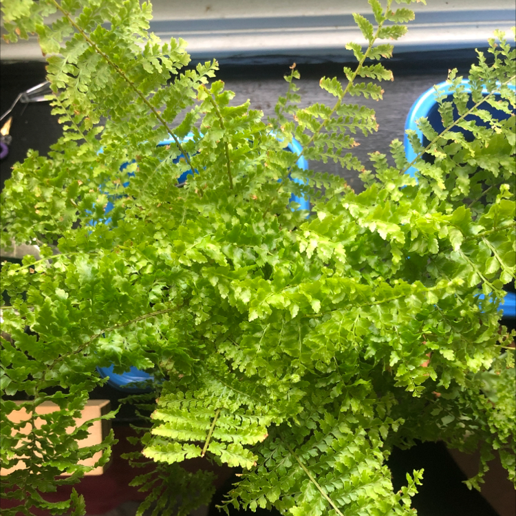 Boston Fern plant photo by @tryingnottodrown named luna on Greg, the plant care app.