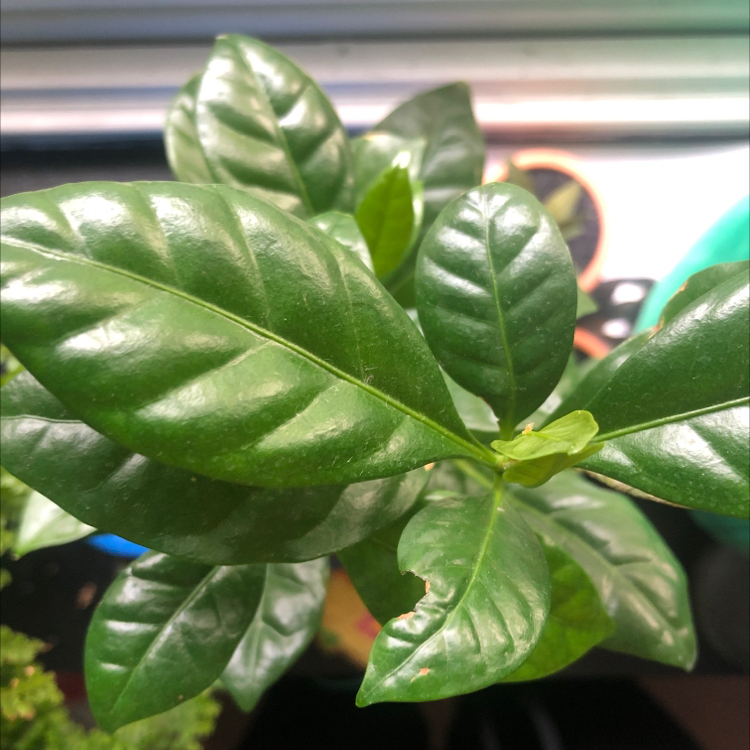 Arabian Coffee Plant plant photo by @tryingnottodrown named stanley on Greg, the plant care app.