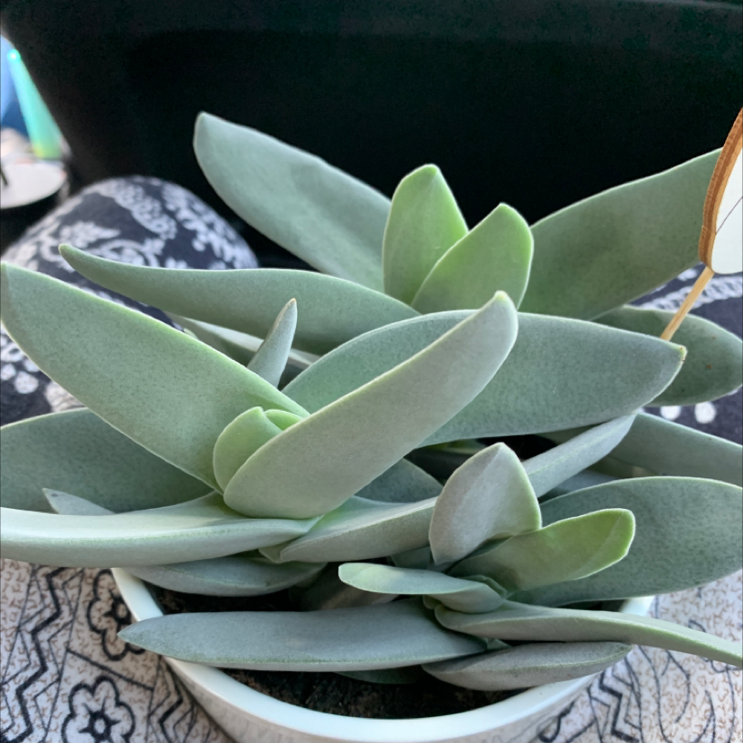 Photo of the plant species Airplane Plant by @cadenceoneil named Your plant on Greg, the plant care app