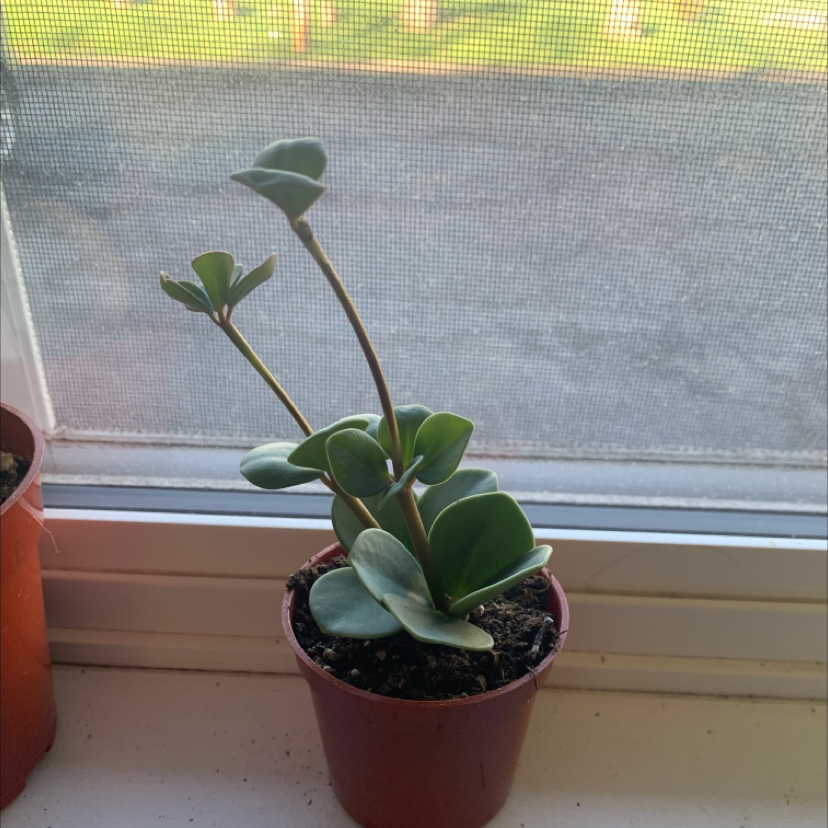 Trailing Jade plant in a small pot on a windowsill, healthy with no visible issues.