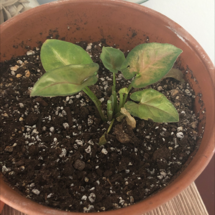 Red Heart plant photo by @Aestuariium named Syngonium on Greg, the plant care app.