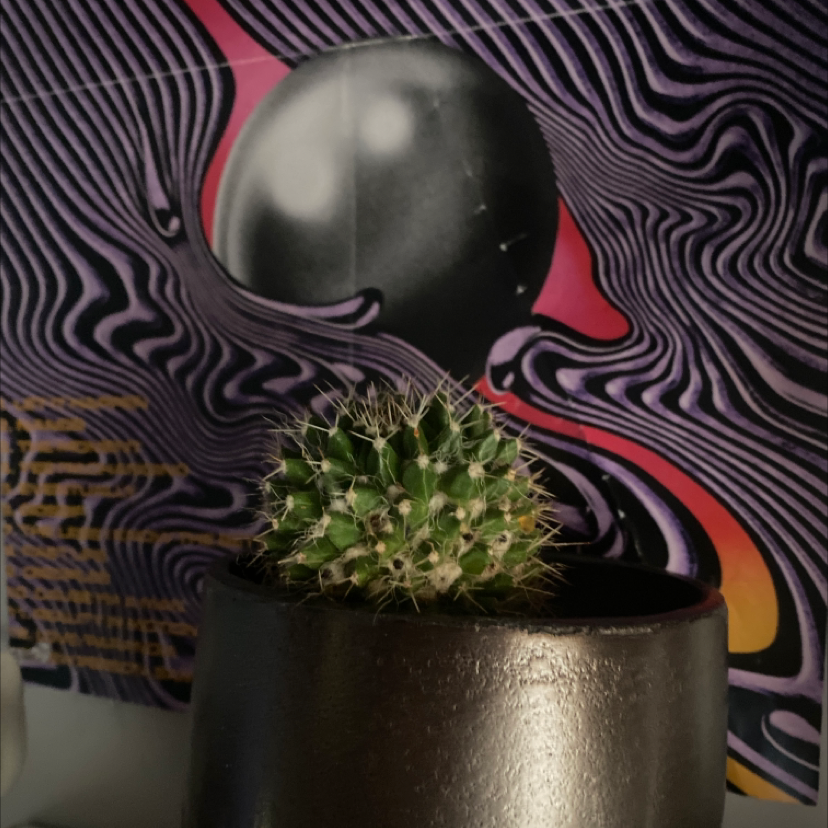 Mexican Pincushion cactus in a dark pot with an abstract background.