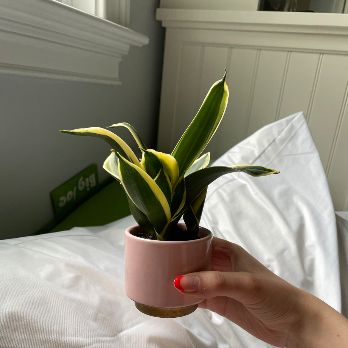 Black Star Snake Plant plant photo by @plantsarefriendsnotfood named Cheese on Greg, the plant care app.