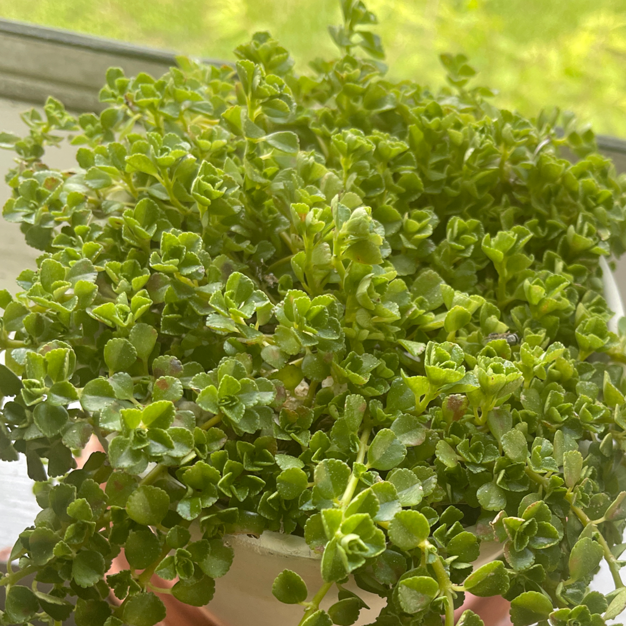 Healthy Two-Row Stonecrop plant with dense green foliage in a white pot.