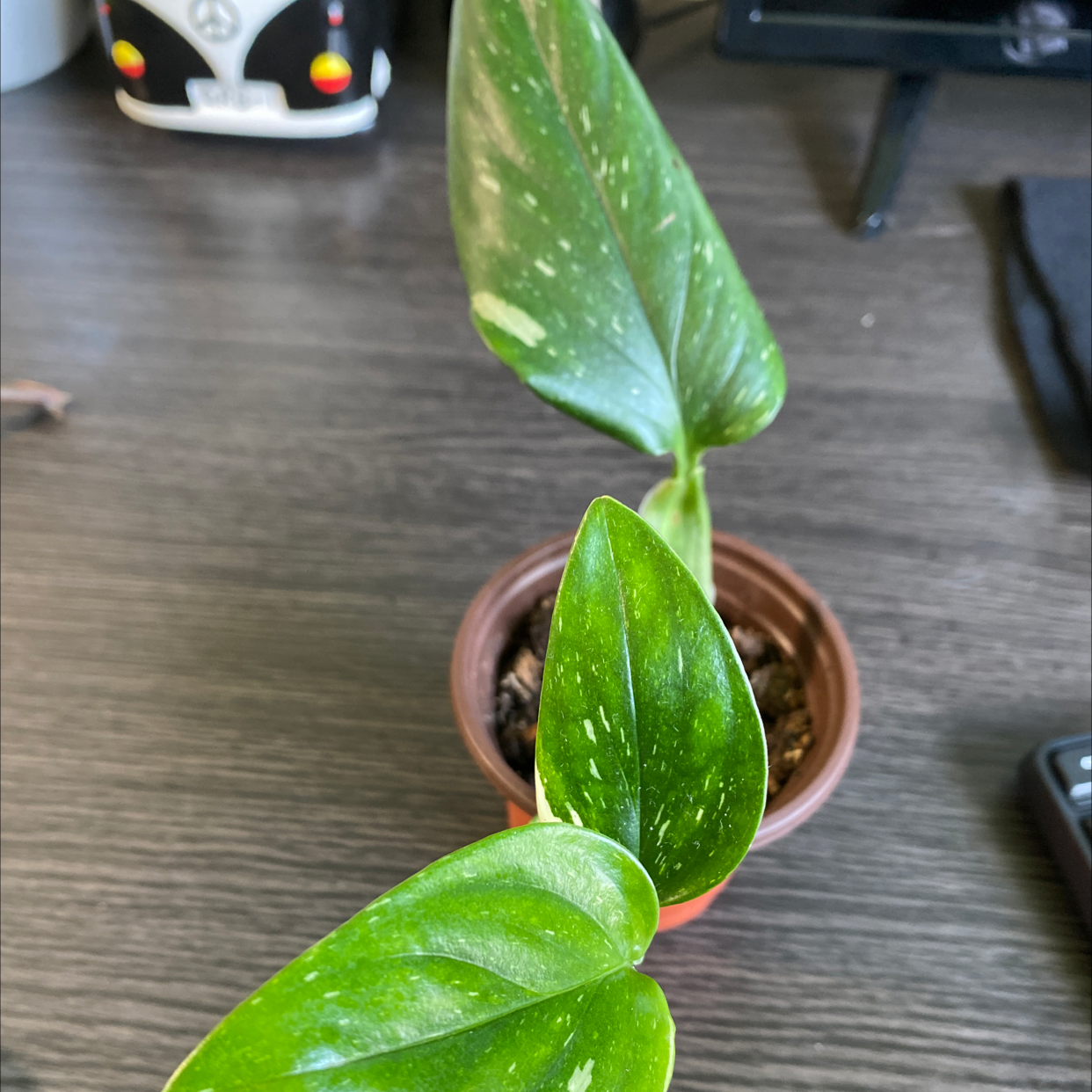 Monstera Cobra plant in a small pot with healthy variegated leaves.