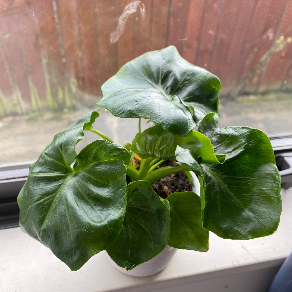 Philodendron 'Super Atom' plant with large, glossy green leaves in a pot on a windowsill.