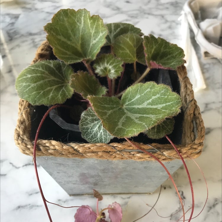 Strawberry Begonia plant in a woven basket pot with a single flower visible.