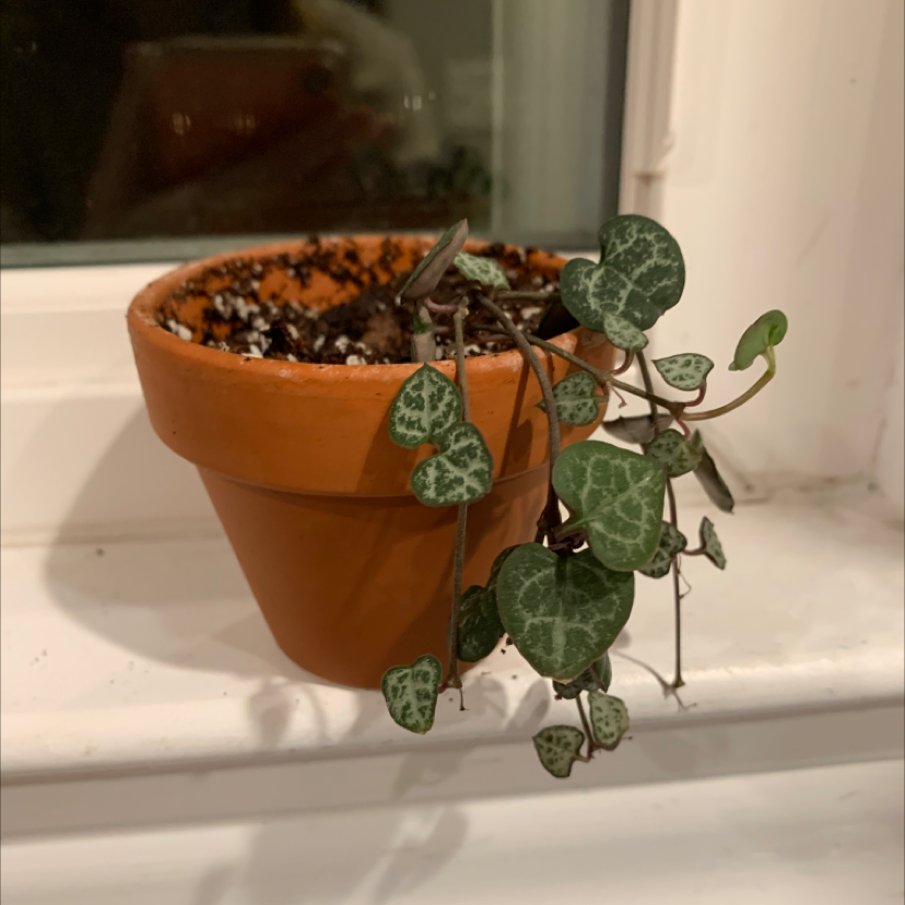 Healthy Chain of Hearts plant with trailing vines of green and silver heart-shaped leaves in a small terracotta pot on a windowsill.