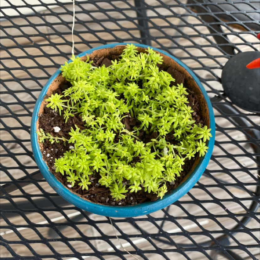 Photo of the plant species Duh's s smile king by Audrey named Sanders on Greg, the plant care app