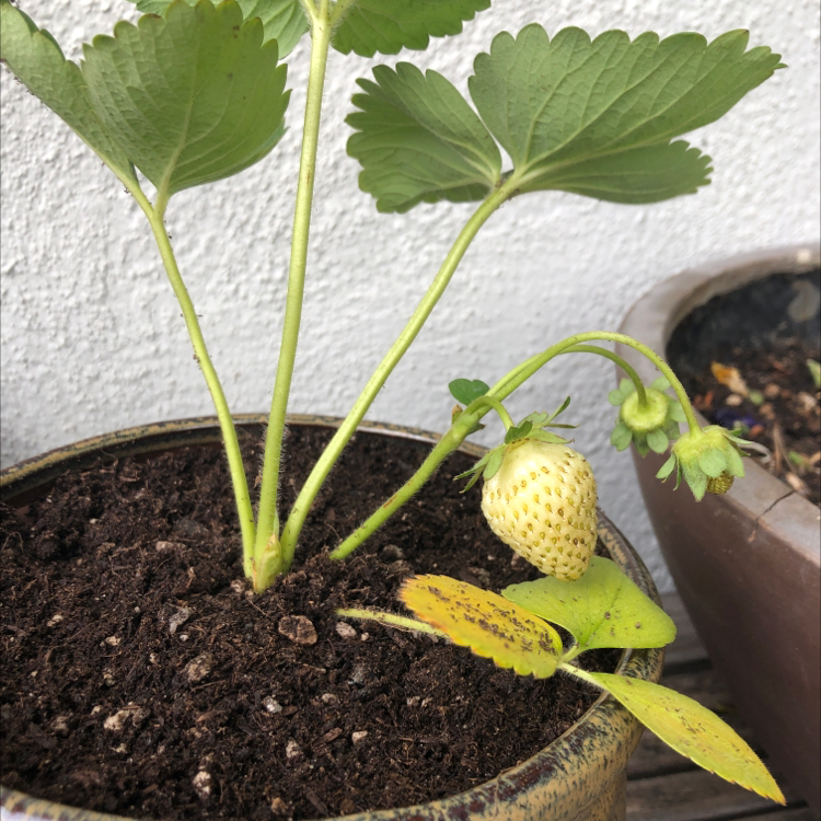 California Strawberry plant in a pot with green leaves and a developing fruit. Some leaves are yellowing.
