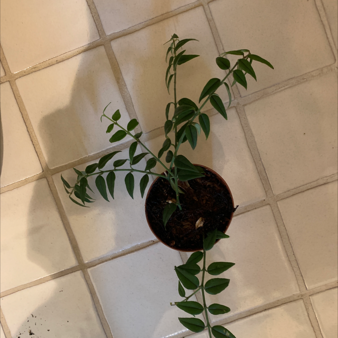 Potted Hoya Bella plant on a tiled floor with green leaves.