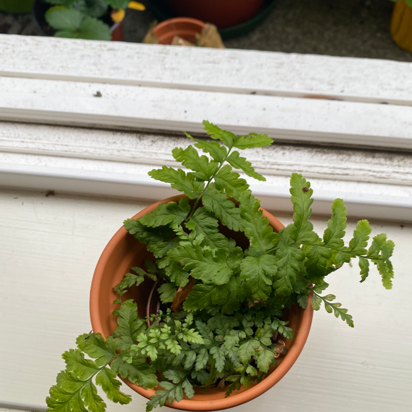 Photo of the plant species Broad Buckler Fern by Isabella named Fernie on Greg, the plant care app
