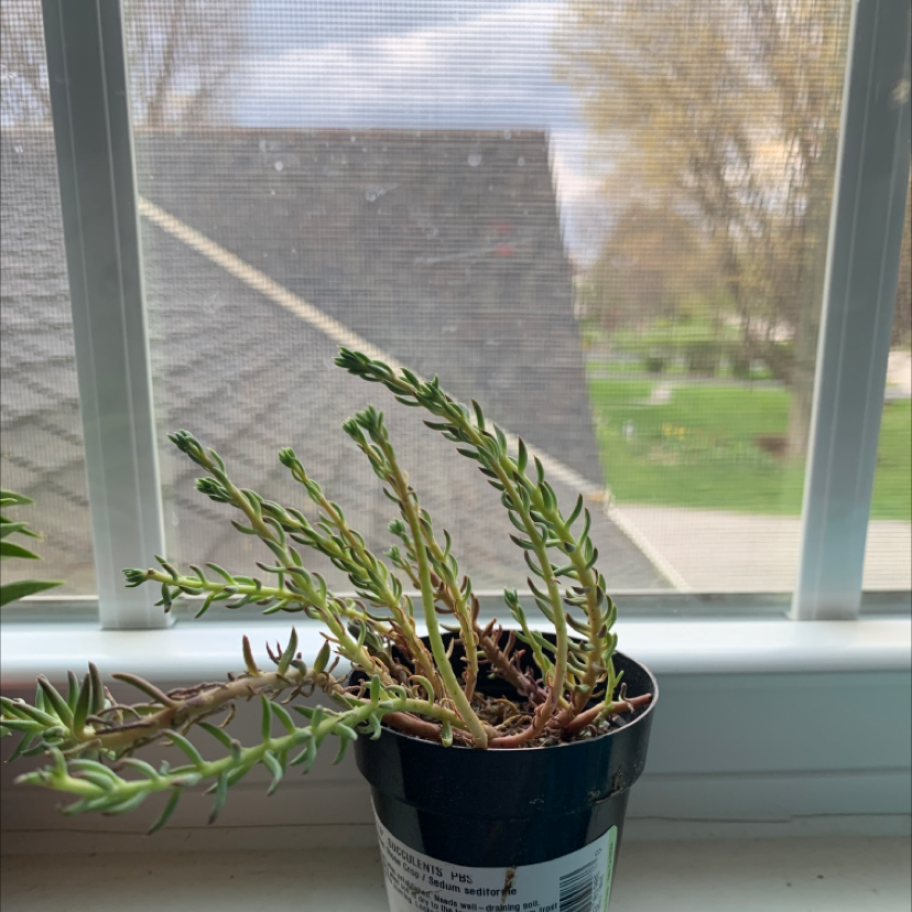 Pale Stonecrop plant in a pot on a windowsill with outdoor view.