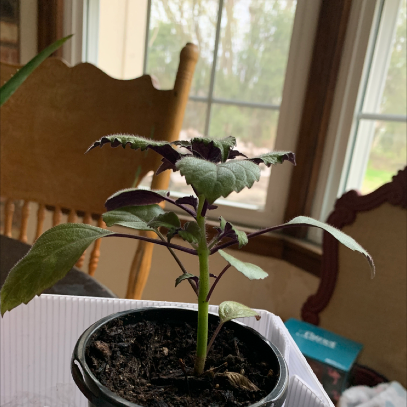 Potted Mona Lavender plant indoors near a window with visible soil.