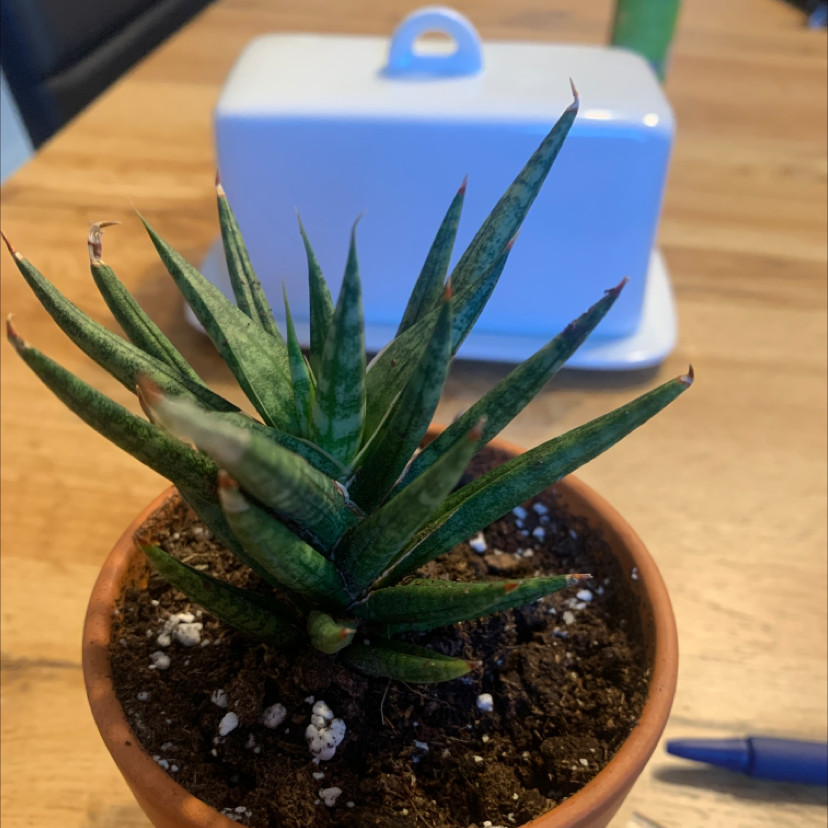 A healthy Cape Aloe plant in a small pot with visible soil.