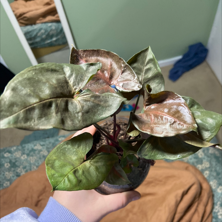 Photo of the plant species Syngonium 'Mini Allusion' by @caseyjade2.0 named gronk on Greg, the plant care app