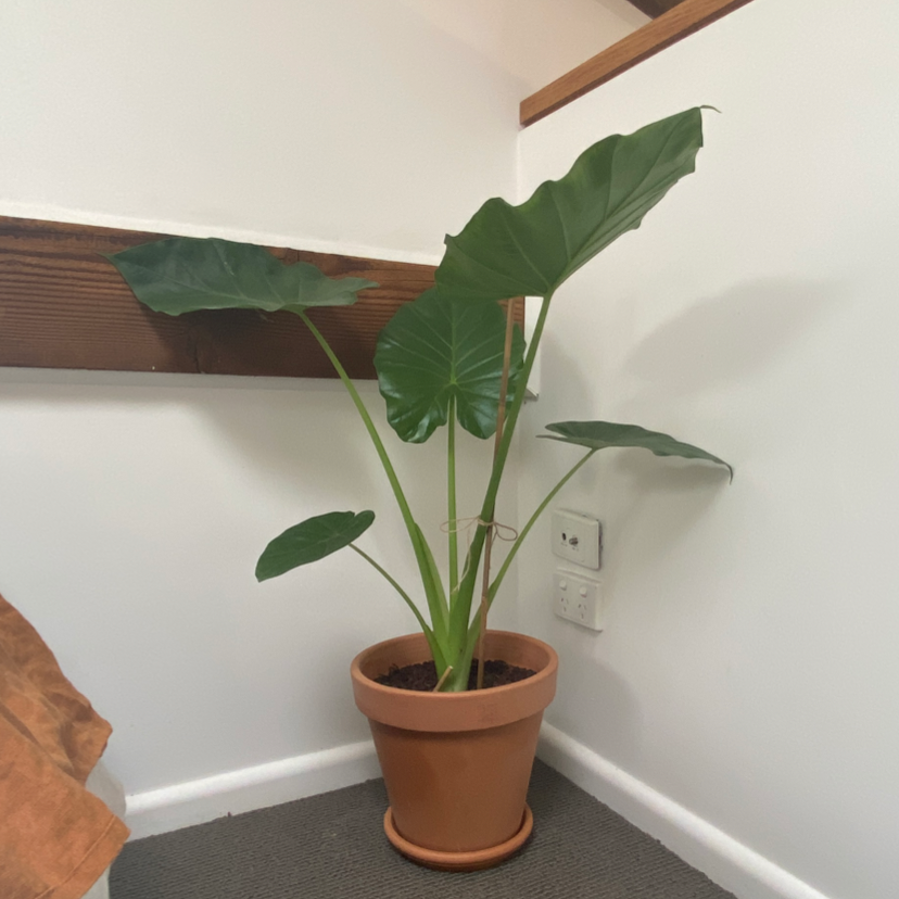 Potted Jewel Alocasia plant with large green leaves in an indoor corner.