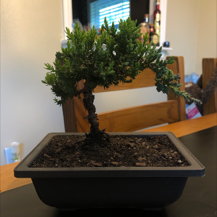 Blue Star Juniper bonsai plant in a pot with visible soil, healthy green foliage.