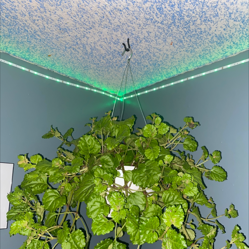 Swedish Ivy plant photo by @Laurenmar14 named Walt on Greg, the plant care app.