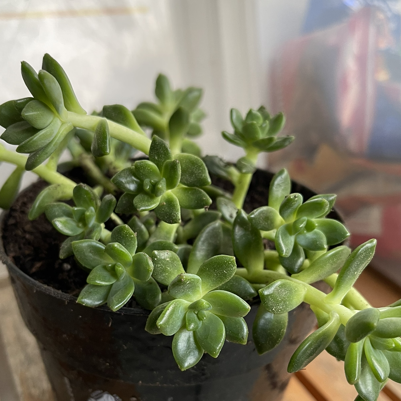 Photo of the plant species Arroyo Lupine by @Mishelle named Bruce Lee on Greg, the plant care app