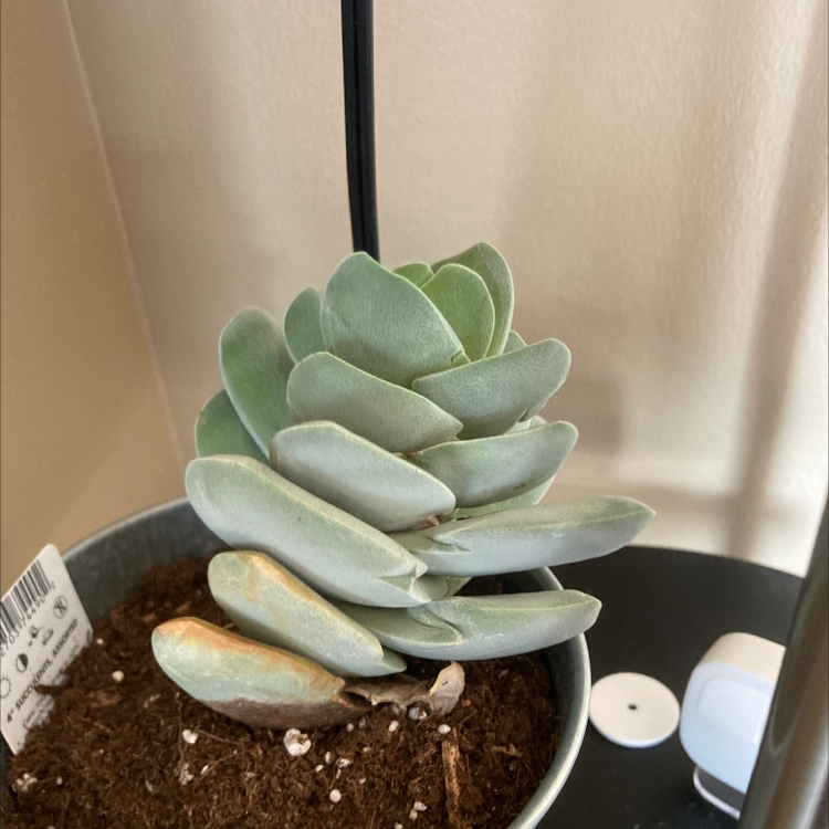 Photo of the plant species Gasteria pulchra by Tannis named Mikey on Greg, the plant care app