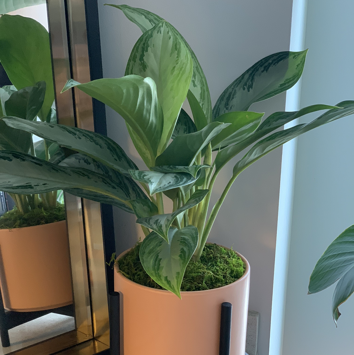 Chinese Evergreen plant photo by @kraigparkinson named Sun Yat Sen on Greg, the plant care app.