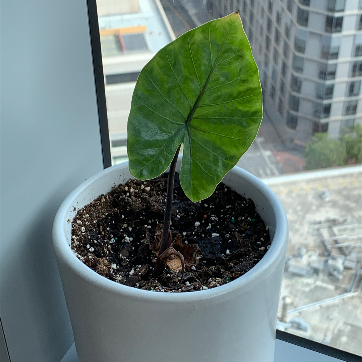 Taro plant in a white pot on a windowsill with a single large green leaf.