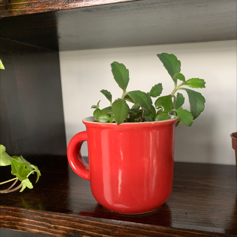 Healthy green vine succulent in a bright red ceramic mug, sitting on a wooden surface.