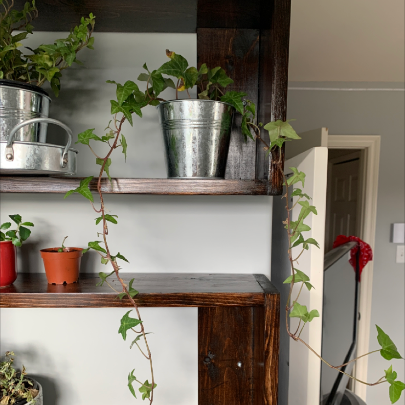 English Ivy plant photo by @pineapplewoodchips named Paul McCartney on Greg, the plant care app.