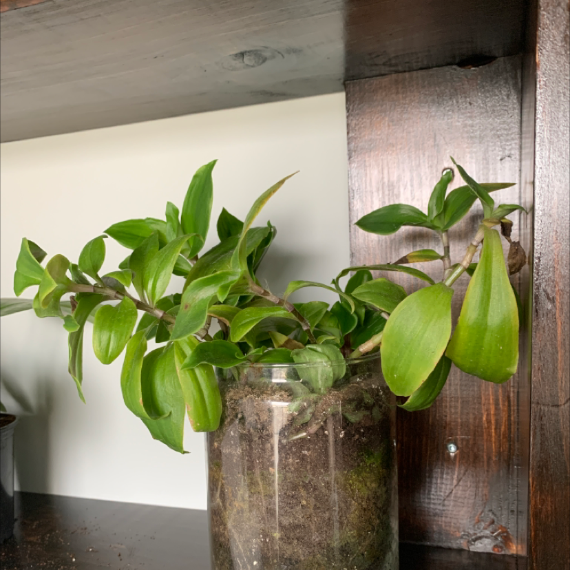 Photo of the plant species Wandering Heath by @pineapplewoodchips named Liam Payne on Greg, the plant care app