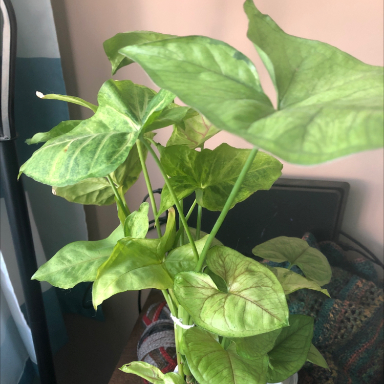 Red Heart plant photo by @JimbyJoop named tall one from luis on Greg, the plant care app.