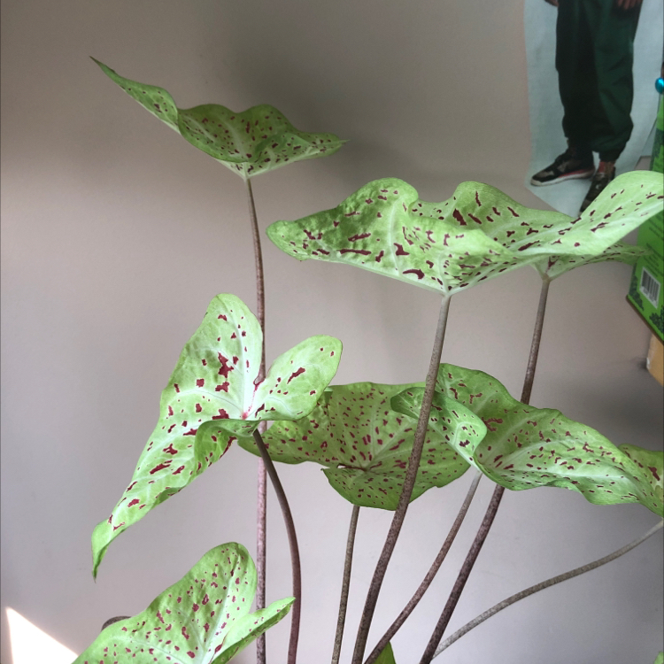 Caladium Gingerland plant photo by @JimbyJoop named jesus in a tie dye shirt on Greg, the plant care app.