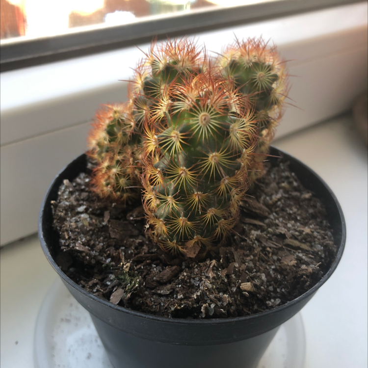 Photo of the plant species Lace Hedgehog Cactus by @JimbyJoop named sonic on Greg, the plant care app