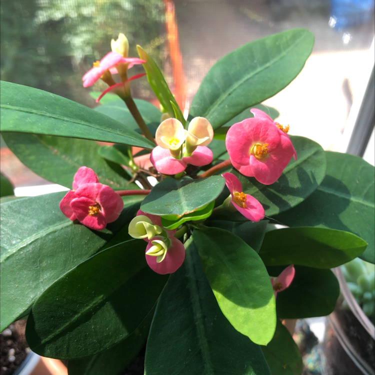 Photo of the plant species Crown of Thorns by @JimbyJoop named small one from grandma on Greg, the plant care app