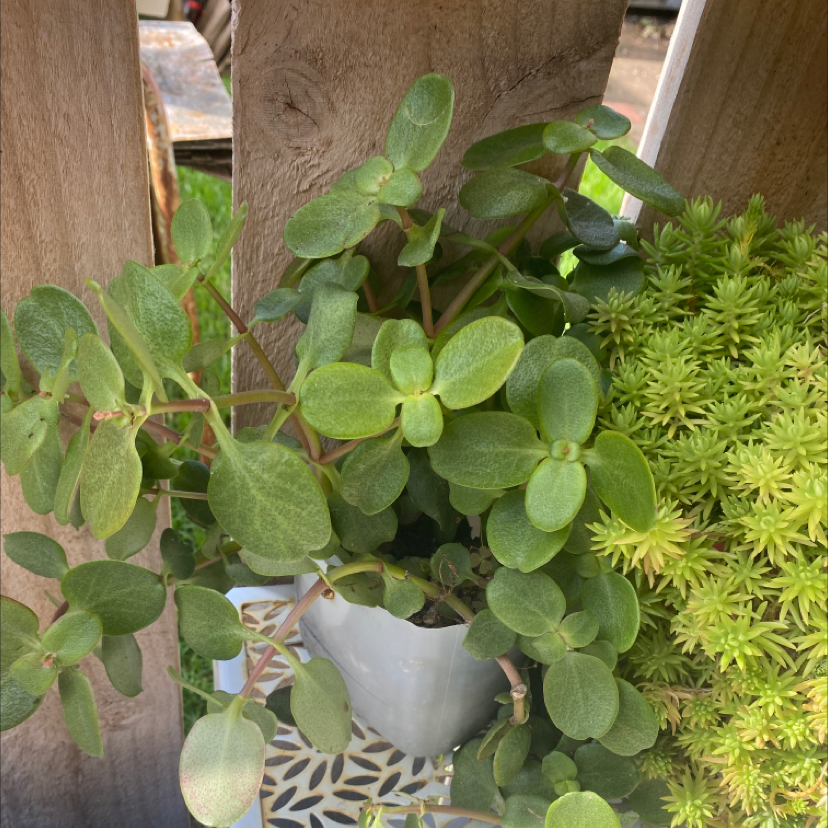 Fairy Crassula plant with small, rounded green leaves in a white pot.