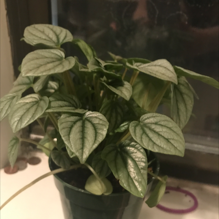 Peperomia Caperata plant photo by @plantmama459 named Miles the Peperomia on Greg, the plant care app.