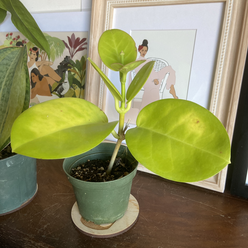 Hoya obovata plant in a green pot with large, round leaves. Soil is visible.