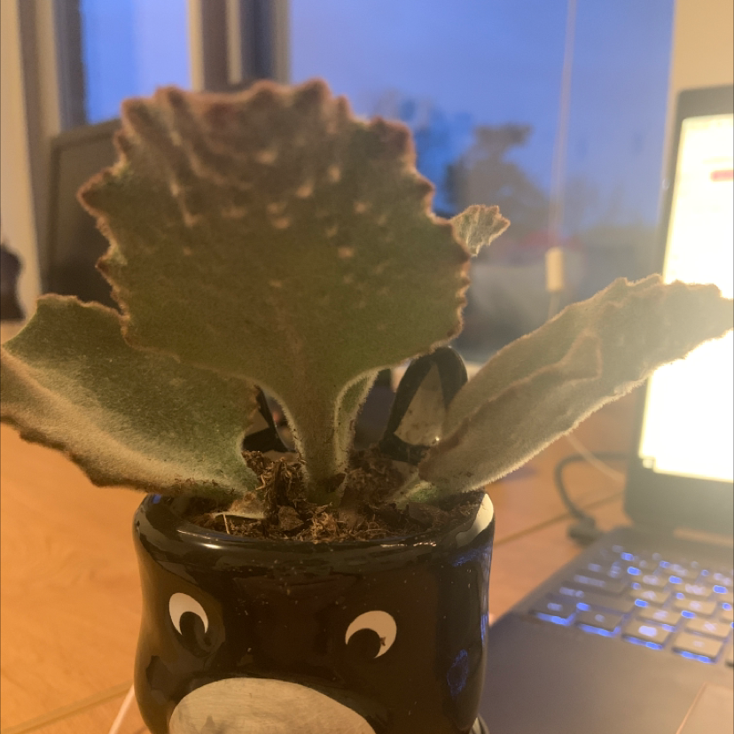 Felt Bush plant in a decorative pot, placed on a table near a laptop.