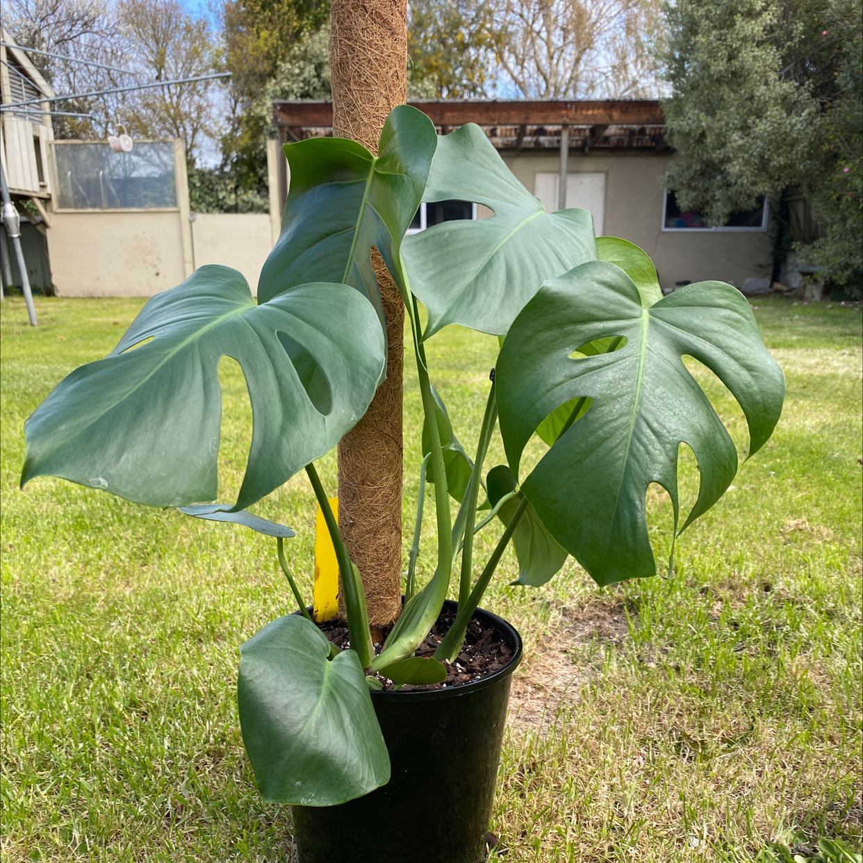 Monstera plant photo by @aleishawyatt named Delilah on Greg, the plant care app.