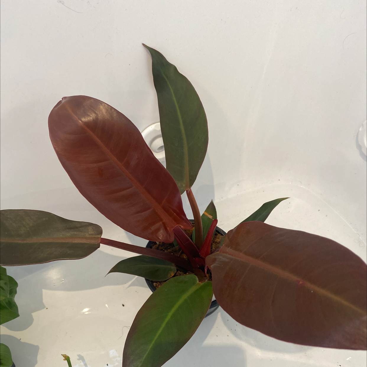 Photo of the plant species Philodendron 'Imperial Red' by @aleishawyatt named Raymond Reddington on Greg, the plant care app