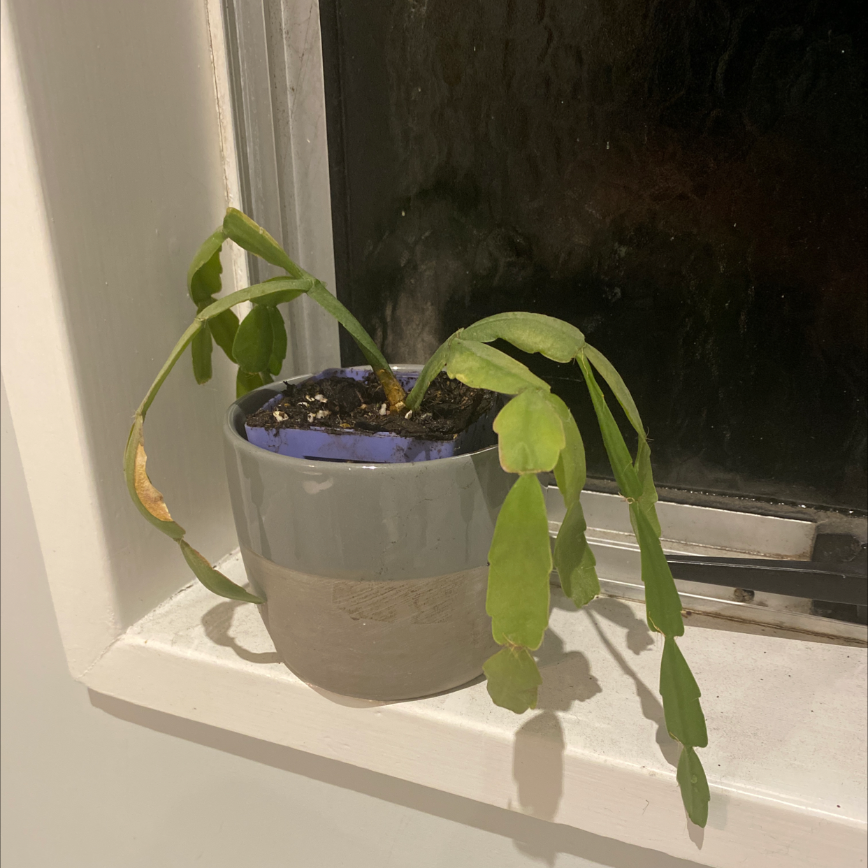 Photo of the plant species Christmas Cactus by @aleishawyatt named Kris Kringle on Greg, the plant care app