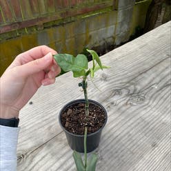 Philodendron panduriforme plant