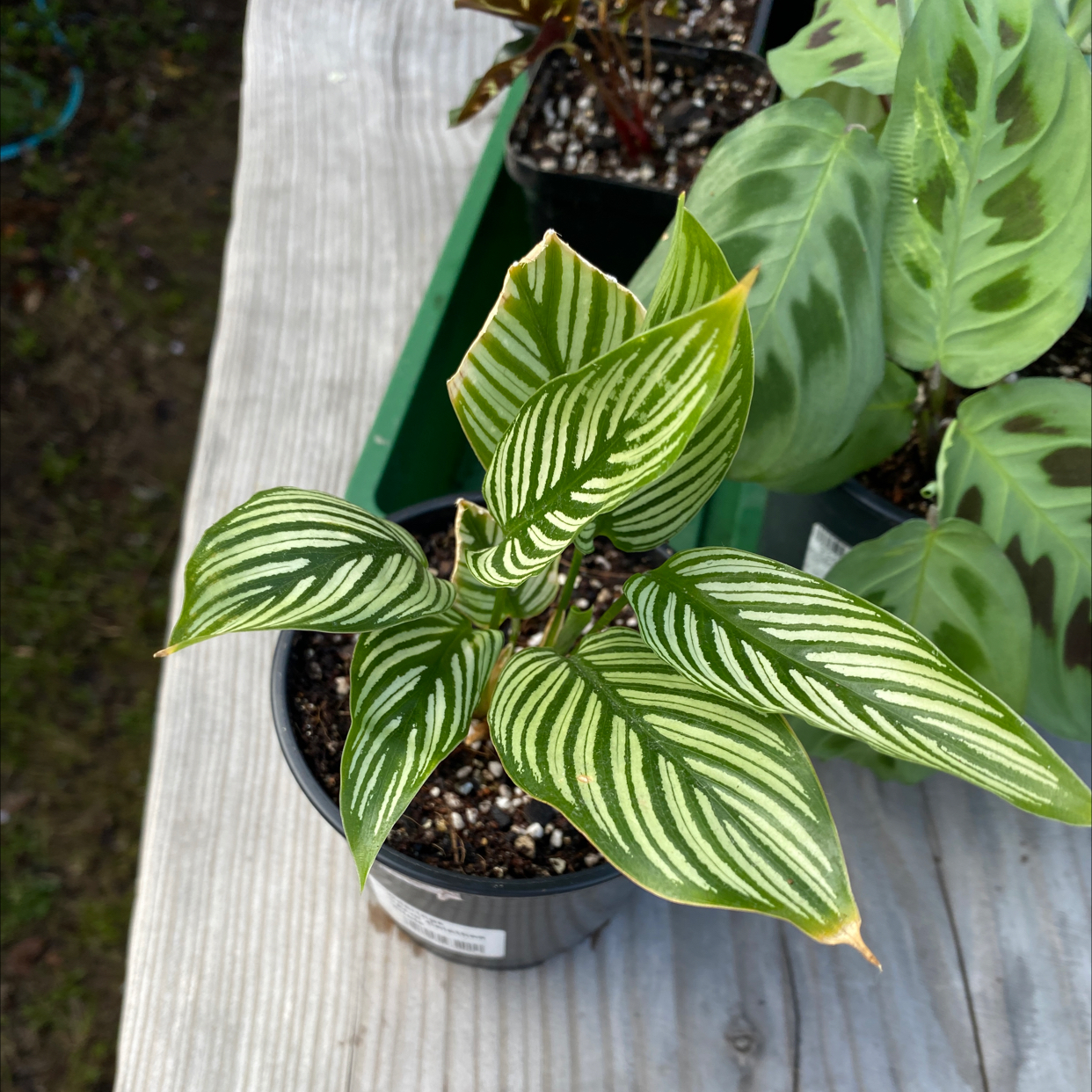 Calathea Vittata plant with distinctive white-striped leaves in a small pot.